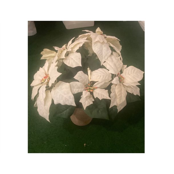 Kunstig cremefarvet julestjerne 40 cm - Udstillings model